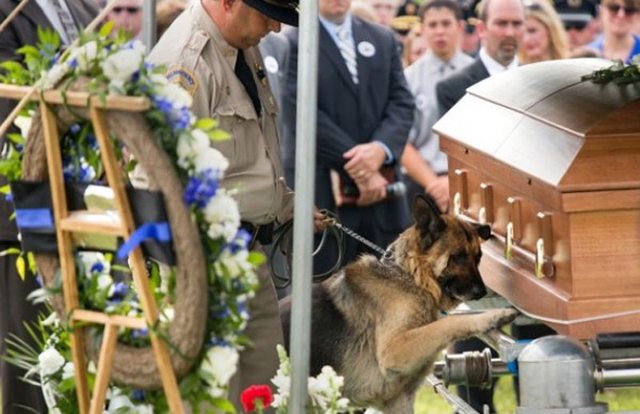 K9 officer saying goodbye to his partner.