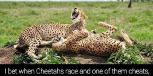 Cheetah lulz.