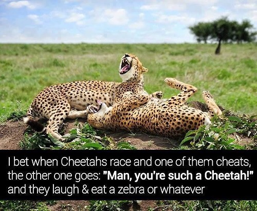 Cheetah lulz.