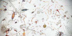 A drop of seawater magnified 25 times