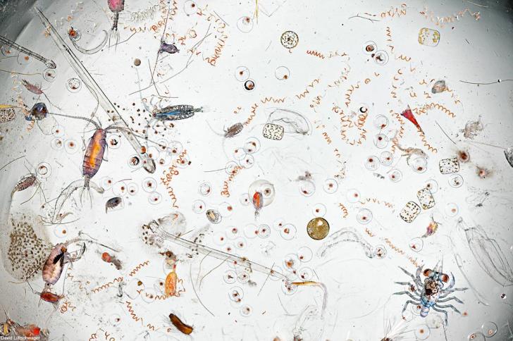 A drop of seawater magnified 25 times