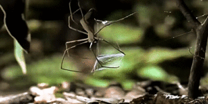 ðŸ”¥ Spider uses net to catch insects ðŸ”¥