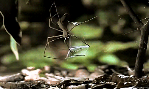 ðŸ”¥ Spider uses net to catch insects ðŸ”¥