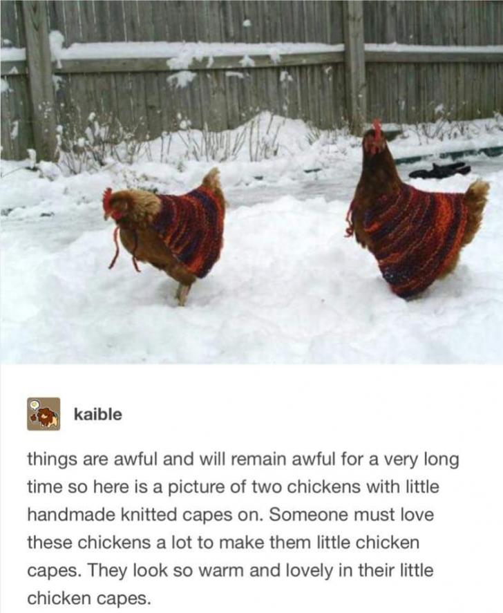 Chicken Capes For The Weary
