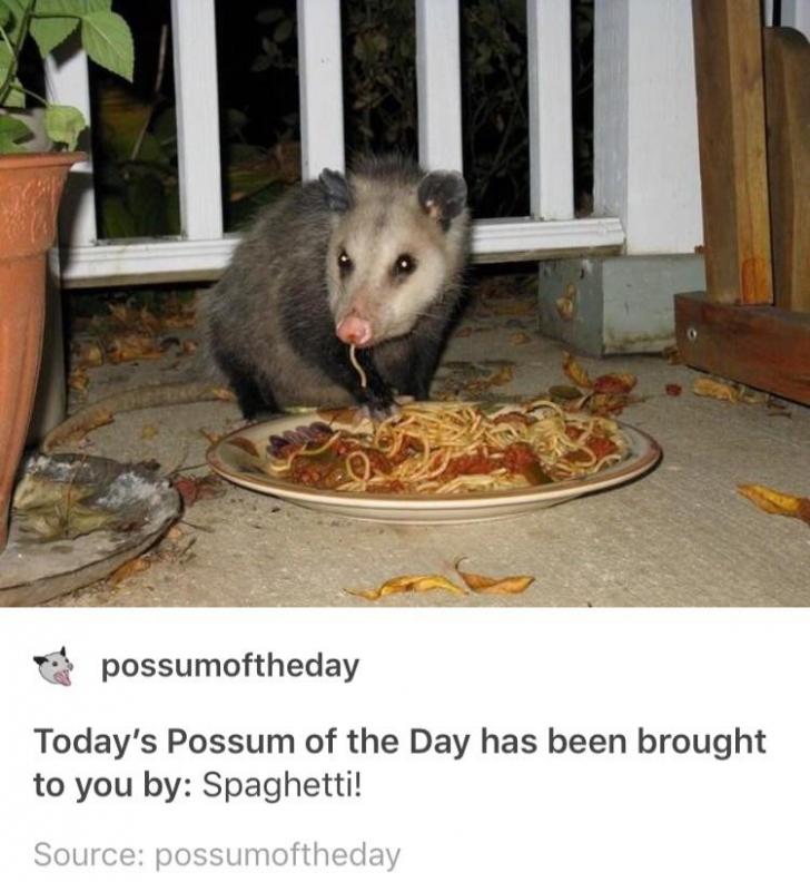 Possum of the day.