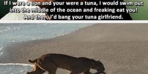 If I were a lion and you were a tuna…