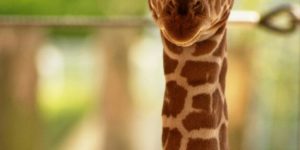 This baby giraffe is not amused by your crap.