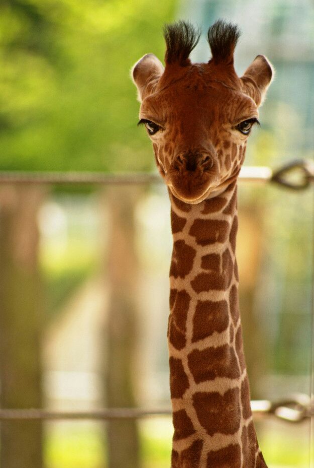This baby giraffe is not amused by your crap.