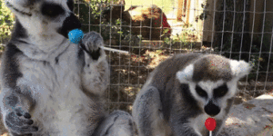 Lemurs love lollipops