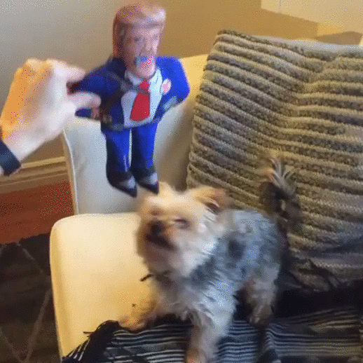 Donald Trump v. Small Fluffy Dog