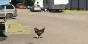Why the chicken crossed the road… ðŸ”¥