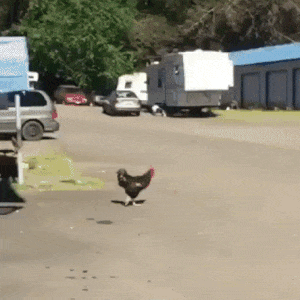 Why the chicken crossed the road... ðŸ”¥
