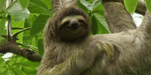 Sloth has an itch.