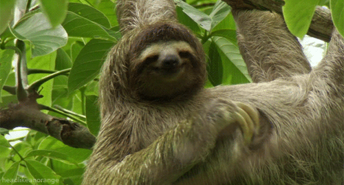 Sloth has an itch.