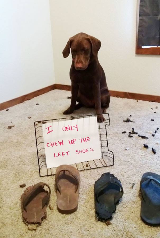i only chew up the left shoes.