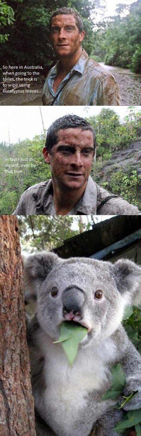 Bear Grylls goes to Australia.