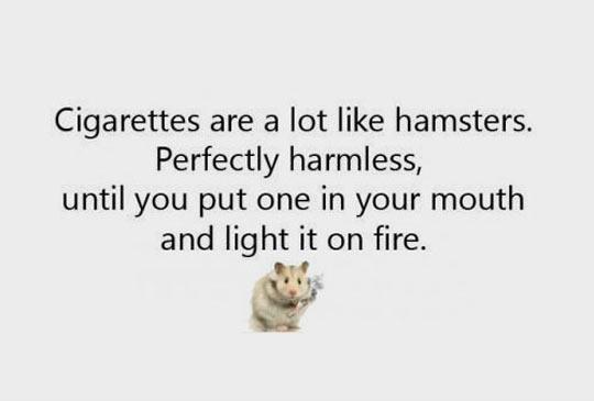 Comparing Cigarettes With Hamsters