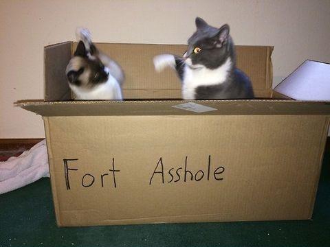 Cats in a box