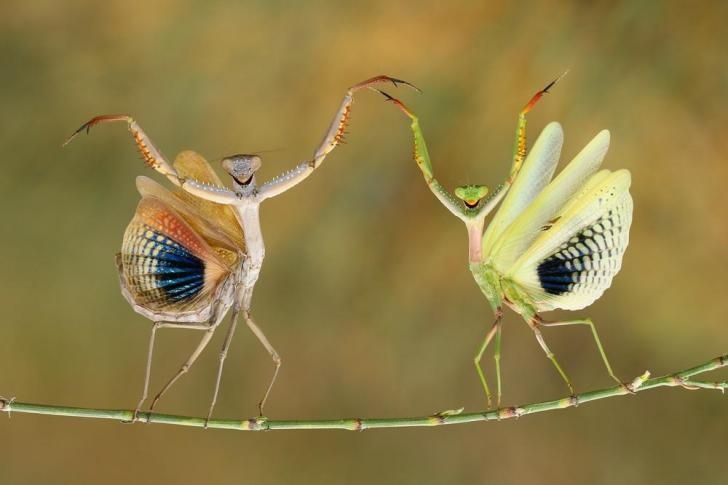 The 2016 National Geographic Photo of the Year, by Hasan Baglar