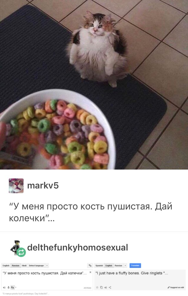 Ð²ÐµÐ¶Ð»Ð¸Ð²Ð°Ñ ÐºÐ¾ÑˆÐºÐ° Ð½Ðµ Ð¿Ñ€Ð¾ÑÐ¸Ñ‚