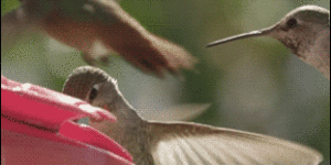Scumbag Hummingbird