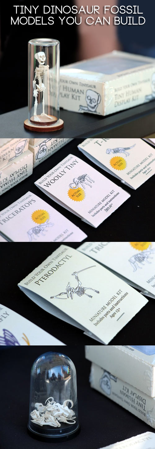Tiny dinosaur fossils you can put together!