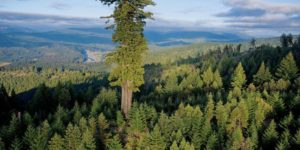 Mendocino Tree ‘“ 112.20 m – Montgomery Woods; California.