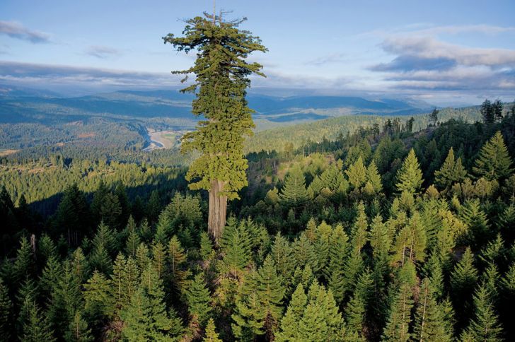 Mendocino Tree '“ 112.20 m - Montgomery Woods; California.
