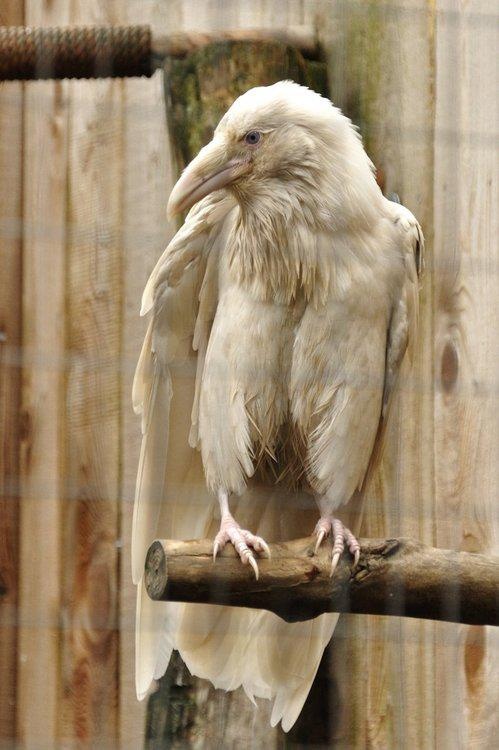 An Albino Raven.