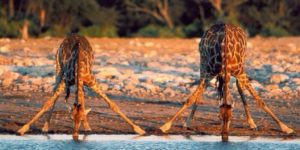 Giraffes drinking water