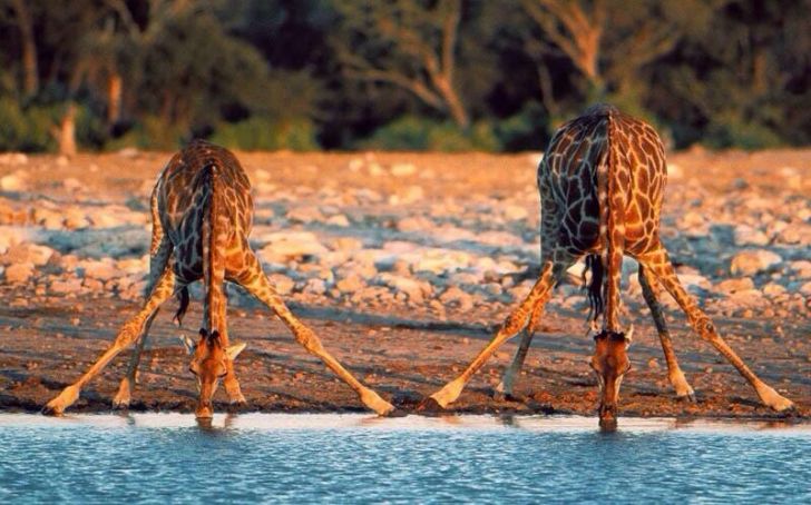 Giraffes drinking water