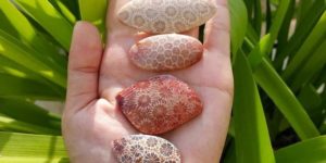 Fossilized coral is beautiful