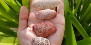 Fossilized coral is beautiful