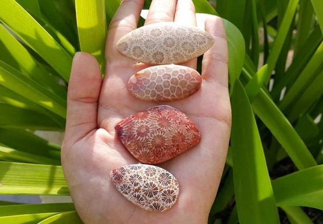 Fossilized coral is beautiful