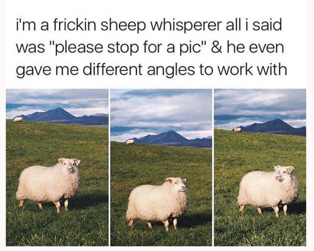 The sheep whisperer