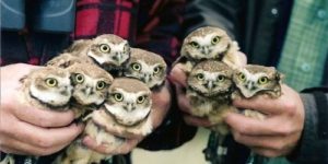 Handful of owlets.