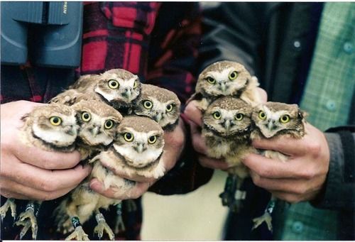 Handful of owlets.