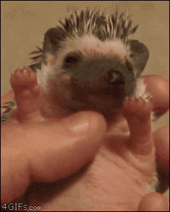 Hedgehog yawns are adorable.