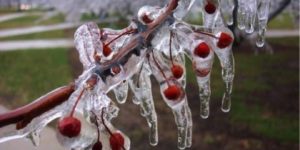 Frozen cherry art.