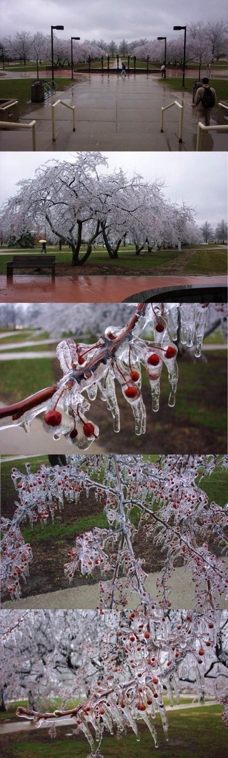 Frozen cherry art.