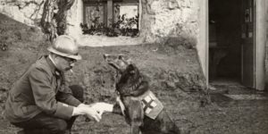 A WWI allied soldier bandages the paw of a Red Cross medic-dog in Belguim, 1917