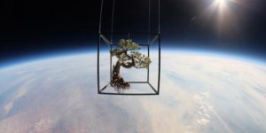 A Japanese White Pine Bonsai in Space at 91,800 ft.