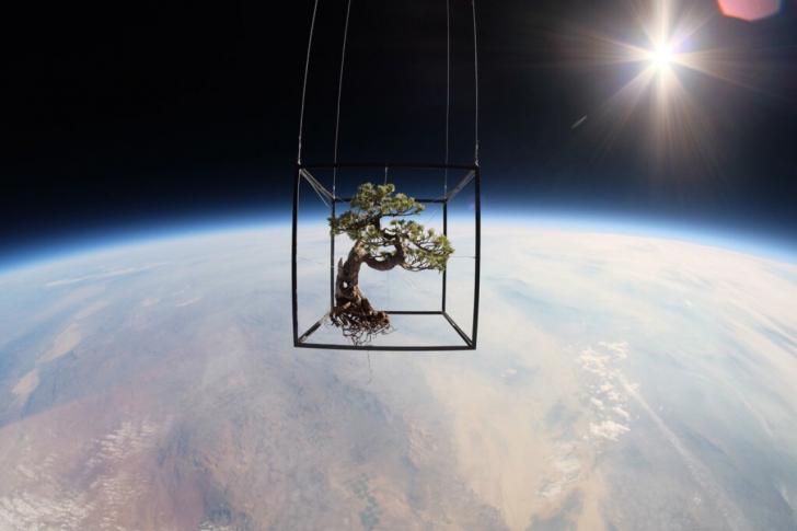 A Japanese White Pine Bonsai in Space at 91,800 ft.