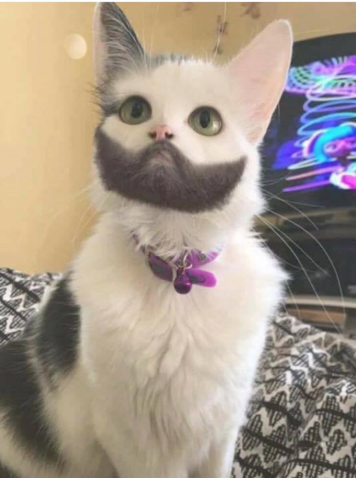 The bearded gato