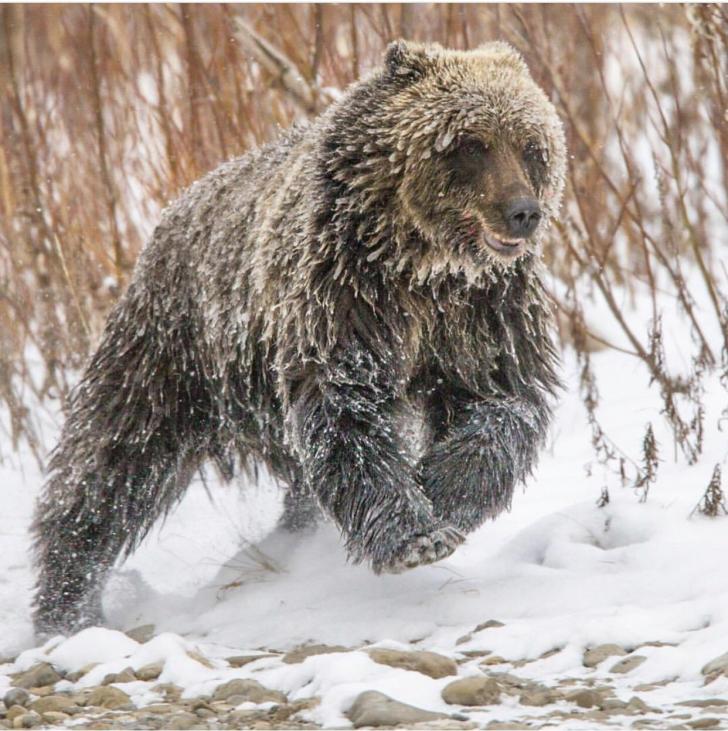 Ice covered grizzy bear.