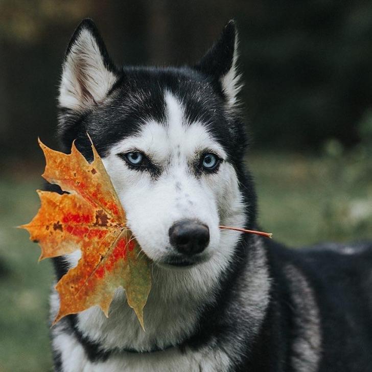 When your Dire Wolf is more concerned about the arrival of Fall...