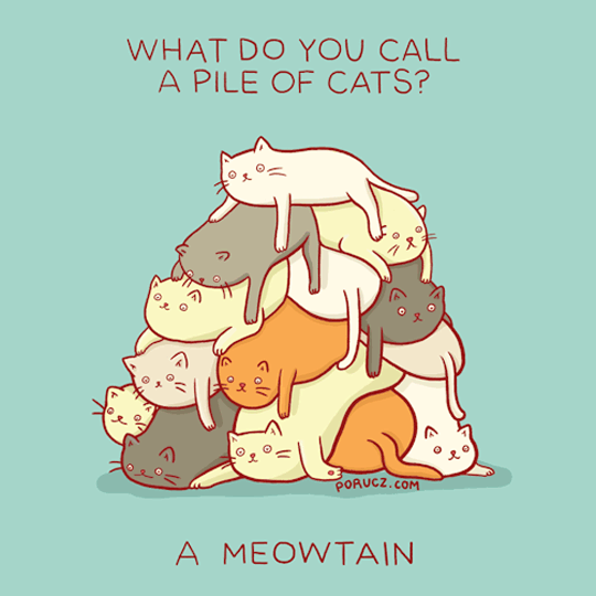 What do you call a pile of cats?