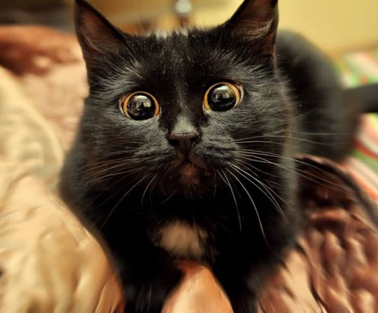 Can cuddles?