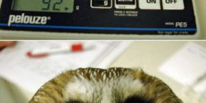 How to weigh an owl