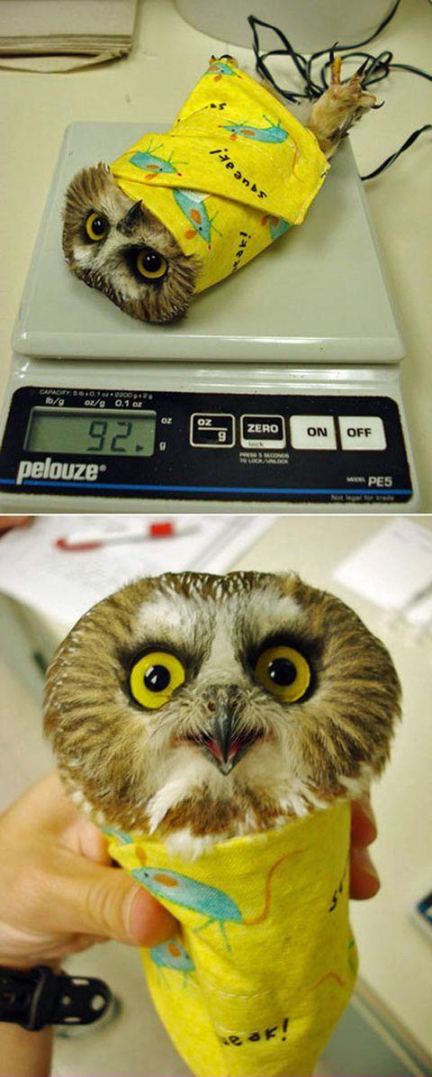 How to weigh an owl